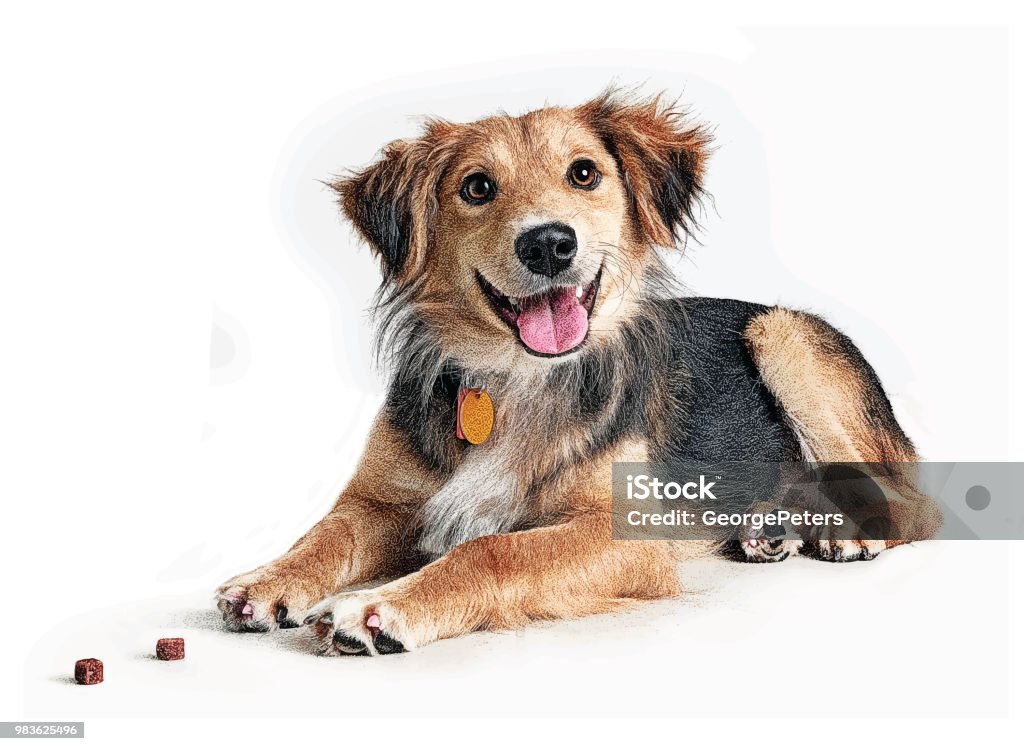 Golden Retriever, Collie mixed breed dog hoping to be adopted Stipple illustration of a Golden Retriever, Collie mixed breed dog in an animal shelter Dog stock vector