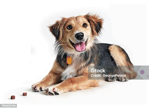 Golden Retriever Collie Mixed Breed Dog Hoping To Be Adopted Stock Illustration - Download Image Now