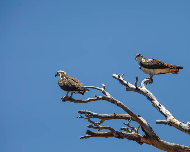 istock Osprey couple on a snag 983636278