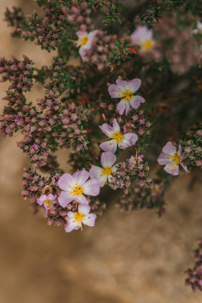 istock Llanos de Challe National Park 983639270