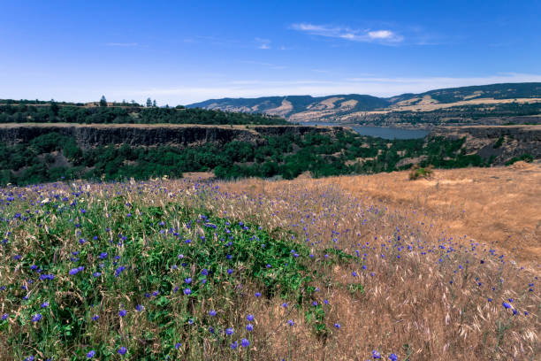 istock Wild flowers on the plateau 983641688