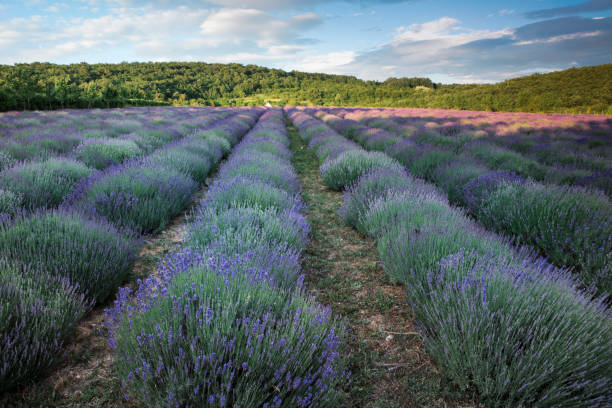 istock Rows of scented lavender in a field. 983644006
