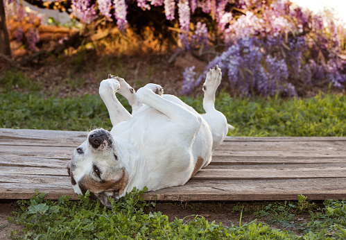 Elderly american staffordshire terrier (pitbull) is relaxing on an old wooden deck. She has her feet up in the air.  There are grasses and weeds growing around her.  She is laying outdoors in front of Purple wisteria vines