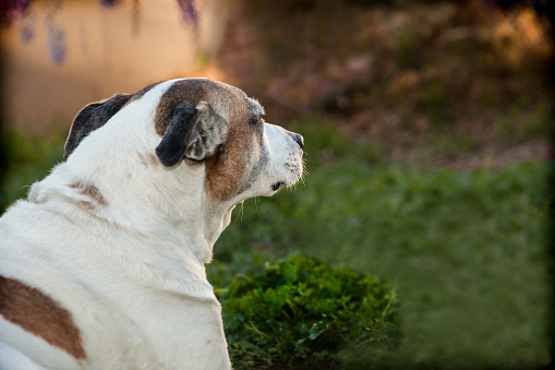 An elderly pit bull is sitting on the grass with a profile looking to her right. Her floppy ears are tucked back. There is room for copy on the right side.