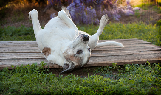 Silly old pit bull dog lays on back with feet up in the air.  She is surrounded by weeds and green grasses.  Her eyes are open and mouth is closed.  She is laying on a wood deck.