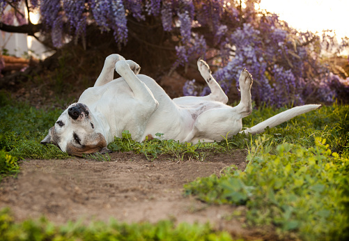Elderly pit bull dog lays on back with feet in the air. She is laying on a combination of dirt, weeds and grass. she looks very relaxed and carefree.