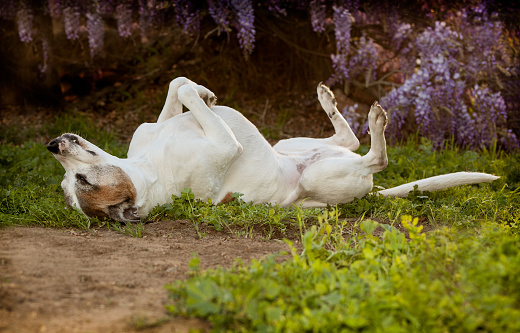 Elderly pitbull dog lays on back with feet and nose in the air. She is laying on a combination of dirt, weeds and grass. she looks very relaxed and carefree.