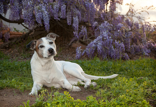 Senior white pit bull dog otherwise known as an American Staffordshire Terrier lays on the ground.  She is posing in a very regal way.  There are beautiful lavender Wisteria vines in the background. She is outdoors in a backyard.
