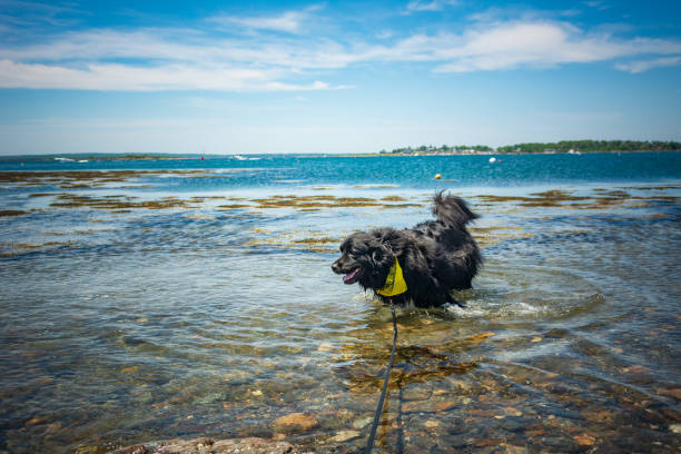 A Newfoundland dog enjoys playing in the ocean on a bright summer day "Bear" the 2 year old Newfoundland dog enjoys playing in the ocean and cooling off in a cove in Harpswell, Maine on a warm, bright, sunny Father's Day. Deep blue sky and turquoise water in the distance. newfoundland dog photos stock pictures, royalty-free photos & images