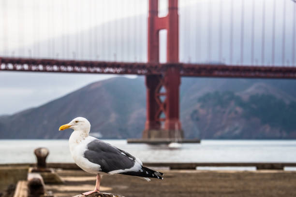 Seagull and Golden Gate Bridge