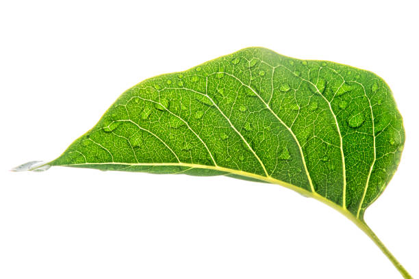 istock View from Under The Water Drops on Green Leafs After Rain 983652460