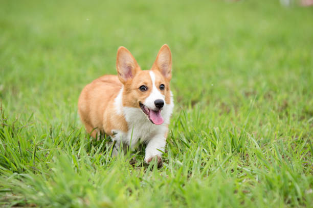 istock A Corgi dog is running on the grass 983652526