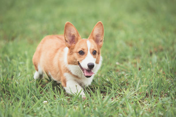 istock A Corgi dog is running on the grass 983655770