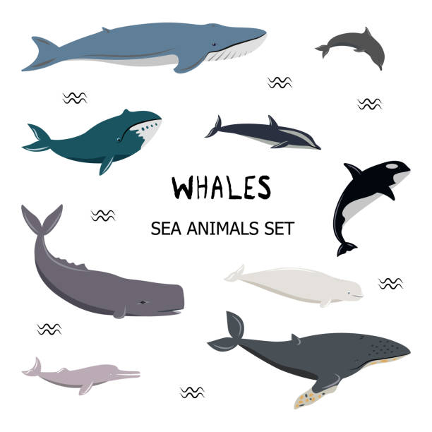 ilustraciones, imágenes clip art, dibujos animados e iconos de stock de conjunto de ballenas diferentes. - cachalote