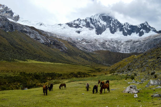 istock Horses in the Andes Mountains 983669130