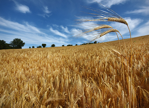 A field of ripening Barley cereal crop growing on the South Downs of England