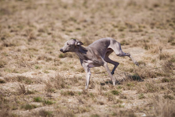 istock Coursing. Small Dog Italian Greyhound 983672548