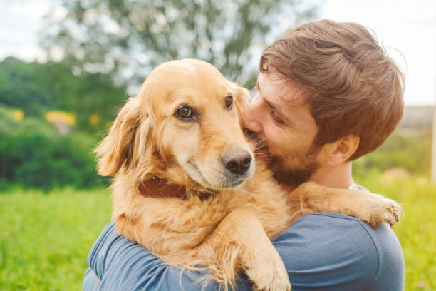 парень и его собака, золотой ретривер, природа - field dog retriever green стоковые фото и изображения