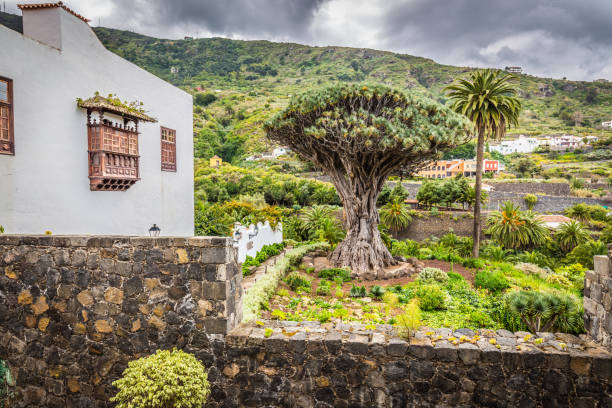 kuvapankkikuvat ja rojaltivapaat kuvat aiheesta kuuluisa lohikäärmepuu drago millenario icod de los vinos teneriffalla, canary islands - giant dracaena