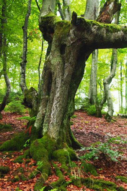 istock Green forest in the Carpathians. Ukraine 983679134