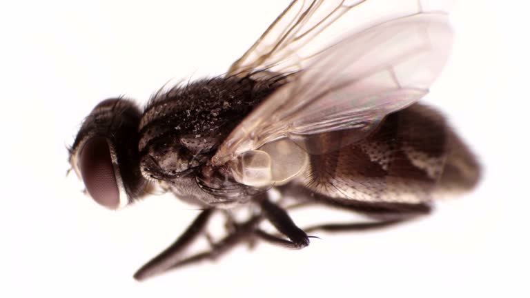 Fly Insect Under Microscope 140+ Insect Under The Microscope Stock Videos and Royalty-Free Footage ...