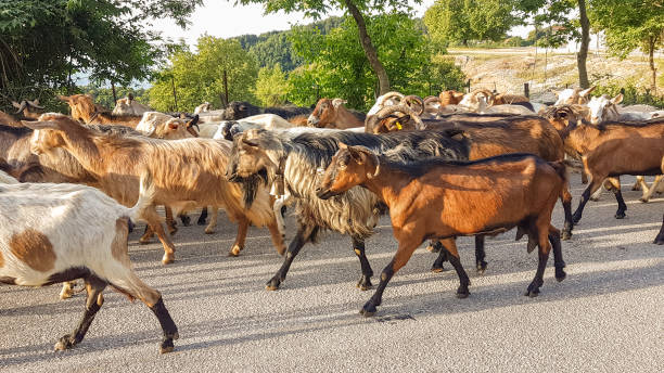 istock goats many on the road Arta Greece 983689838