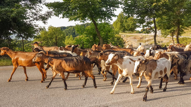 istock goats many on the road Arta Greece 983690268