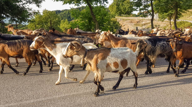istock goats many on the road Arta Greece 983690270