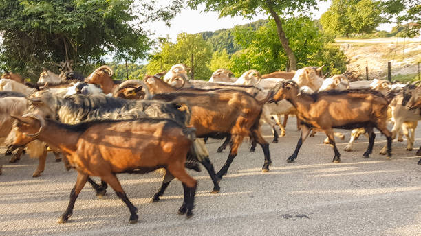 istock goats many on the road Arta Greece 983690348