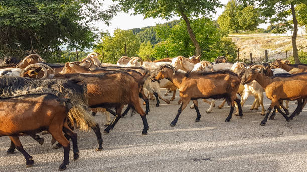 istock goats many on the road Arta Greece 983690492