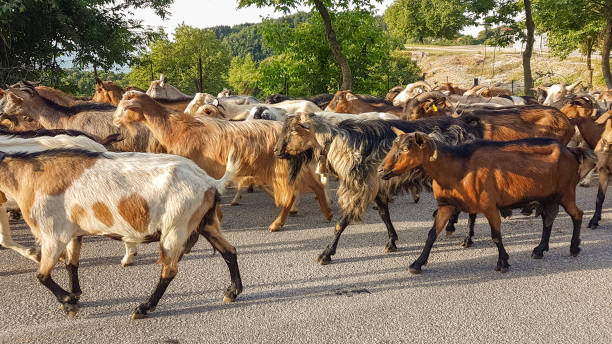 istock goats many on the road Arta Greece 983693608