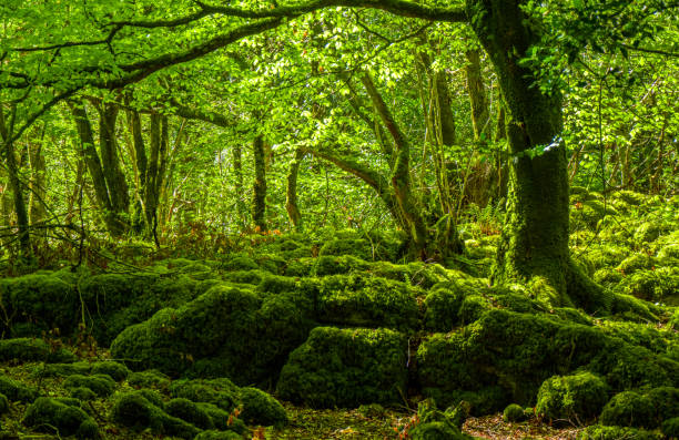 istock Mossy grounds and wonderful wild nature at Killarney National Park 983703336