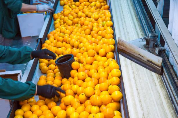 istock The working of citrus fruits 983703668