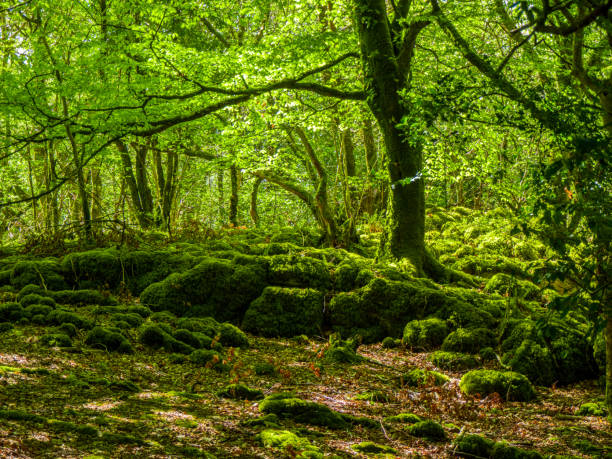 istock Mossy grounds and wonderful wild nature at Killarney National Park 983703684