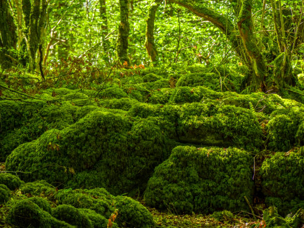 istock Mossy grounds and wonderful wild nature at Killarney National Park 983706252