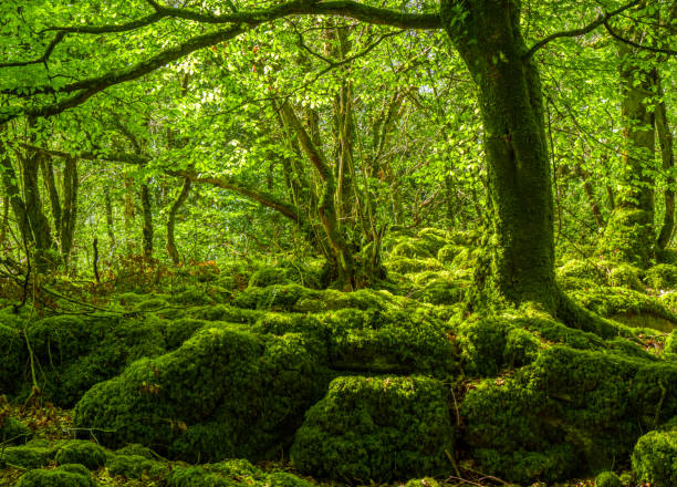 istock Mossy grounds and wonderful wild nature at Killarney National Park 983706926