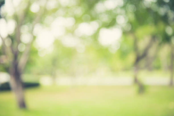 istock Blur natural green abstract background 983707036