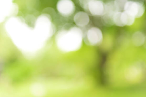istock Beautiful abstract natural green blur background with white bokeh 983707044