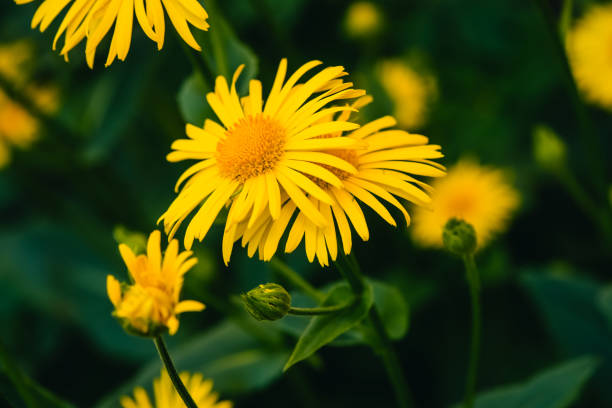 due bellissime arnica crescono a contatto da vicino. fiori freschi giallo brillante con centro arancione su sfondo verde con spazio di copia. piante medicinali. - plant color foto e immagini stock