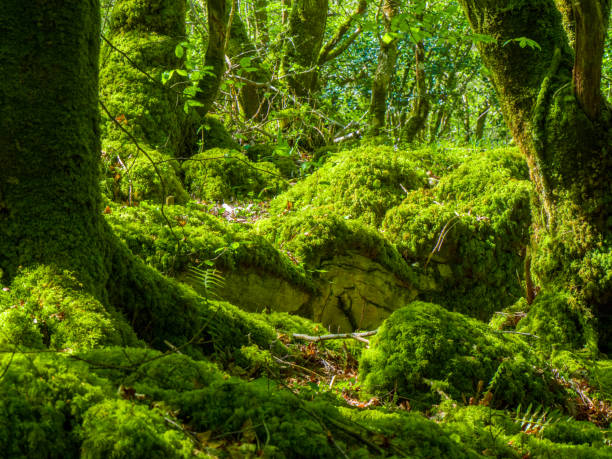 istock Mossy grounds and wonderful wild nature at Killarney National Park 983710584