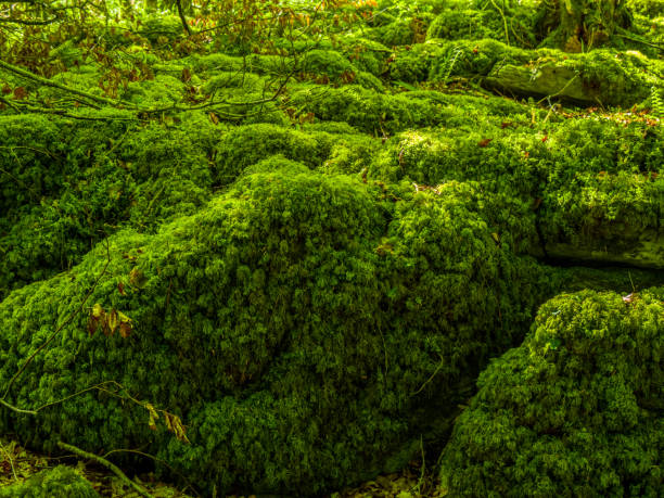 istock Mossy grounds and wonderful wild nature at Killarney National Park 983710896
