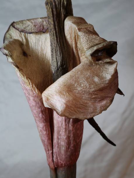 istock Amorphophallus Plant Flower 983716474