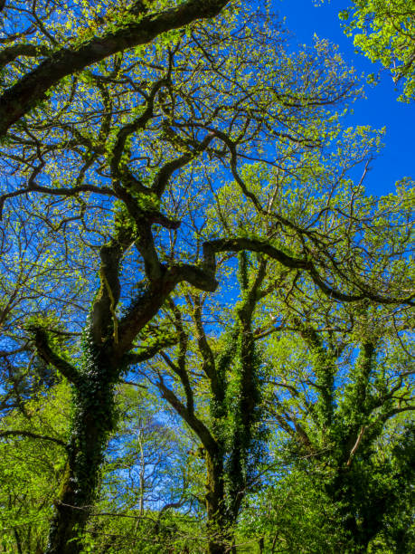 istock Spectacular ancient trees in Killarney National Park - awesome nature 983718848