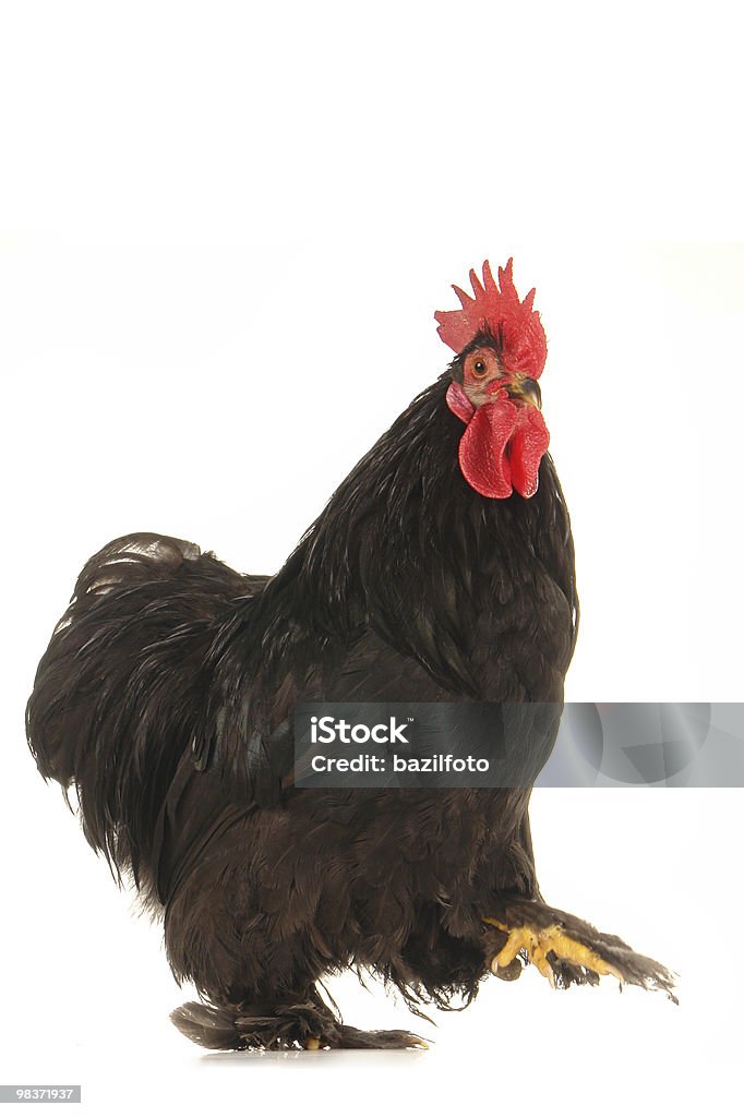 Nero Sollevare - Foto stock royalty-free di Animale