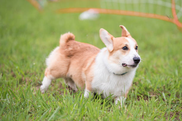 istock A Corgi dog is running on the grass 983731480