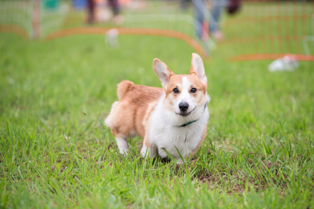 istock A Corgi dog is running on the grass 983734894