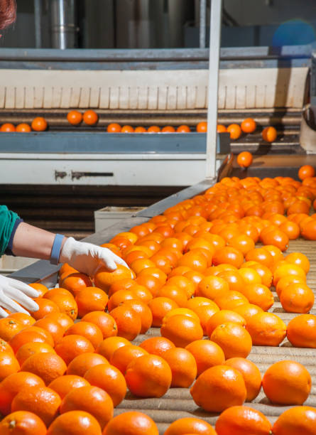 istock The working of citrus fruits 983734918