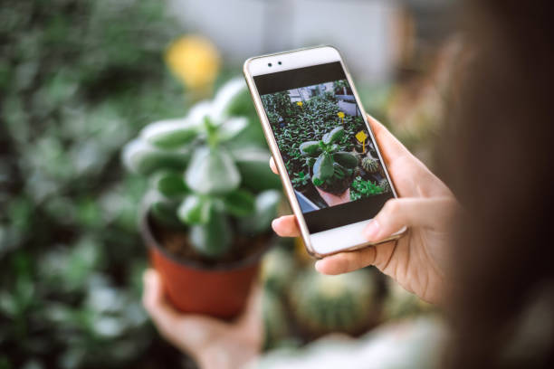 istock Taking Photos Of jade plant 983734936