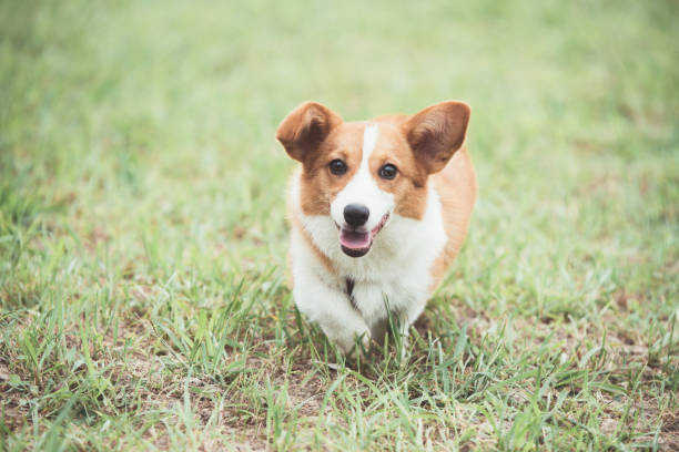 istock A Corgi dog is running on the grass 983739770