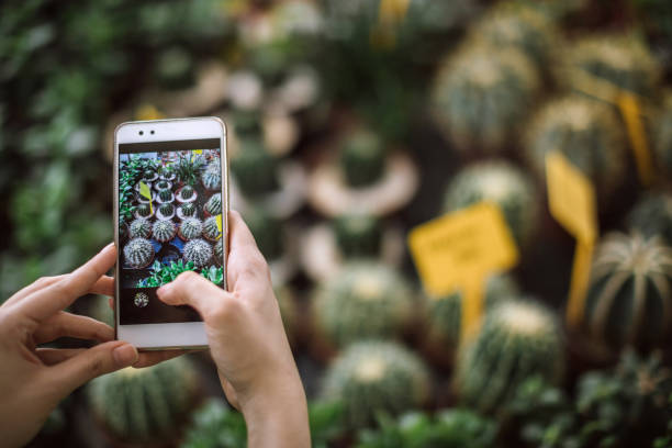 istock Taking Photos Of Vivid Cactus 983743714